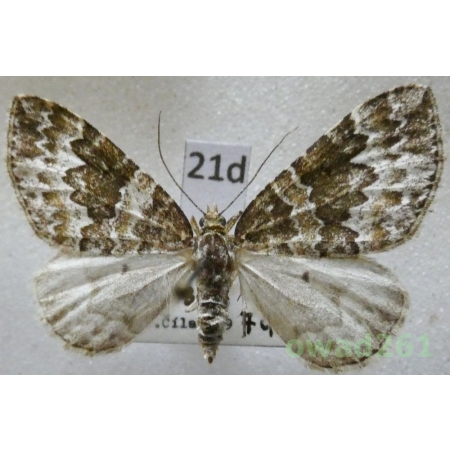 Electrophaes corylata (Thunberg, 1792) Czech21d